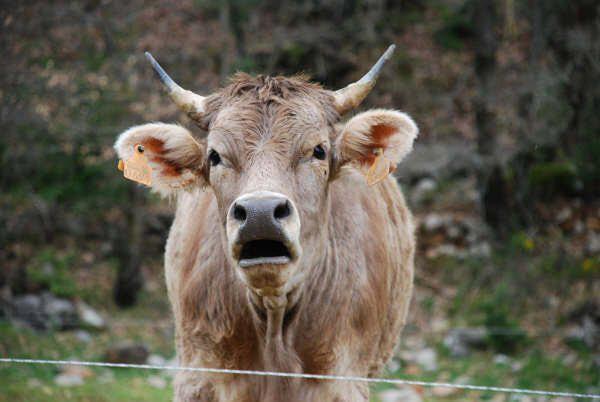 Apartamentos Pirineos Ordesa El Pueyo de Araguás Eksteriør bilde
