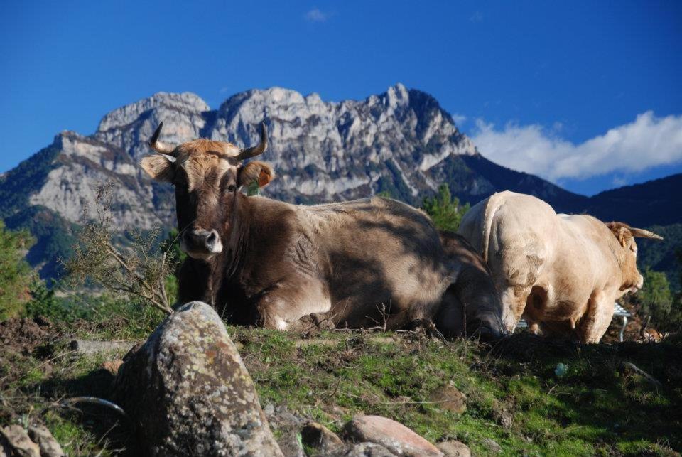 Apartamentos Pirineos Ordesa El Pueyo de Araguás Eksteriør bilde